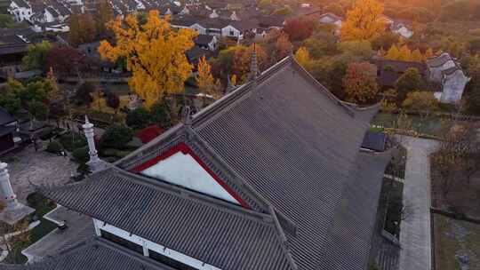 浙江嘉兴梅花洲石佛寺千年银杏航拍