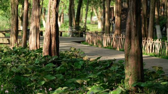 66 杭州 古风 风景 早晨 小道 树林