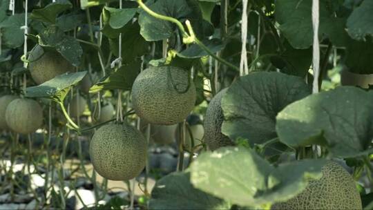 在温室农场生长的哈密瓜