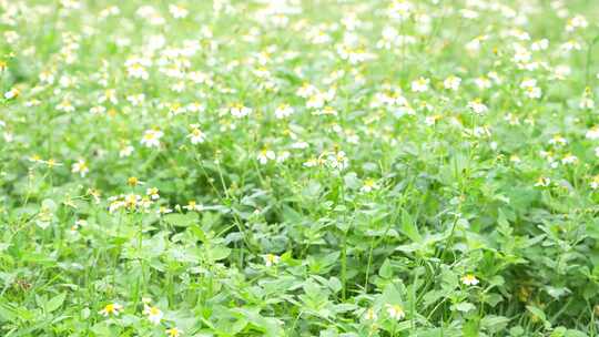 微风中的花丛草丛实拍