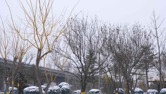 风景 冬季 冬天 雪景 下雪