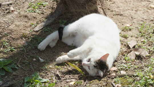 春天公园里可爱的猫咪流浪猫