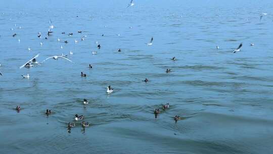 海面上成群白海鸥 成群野鸭 2366