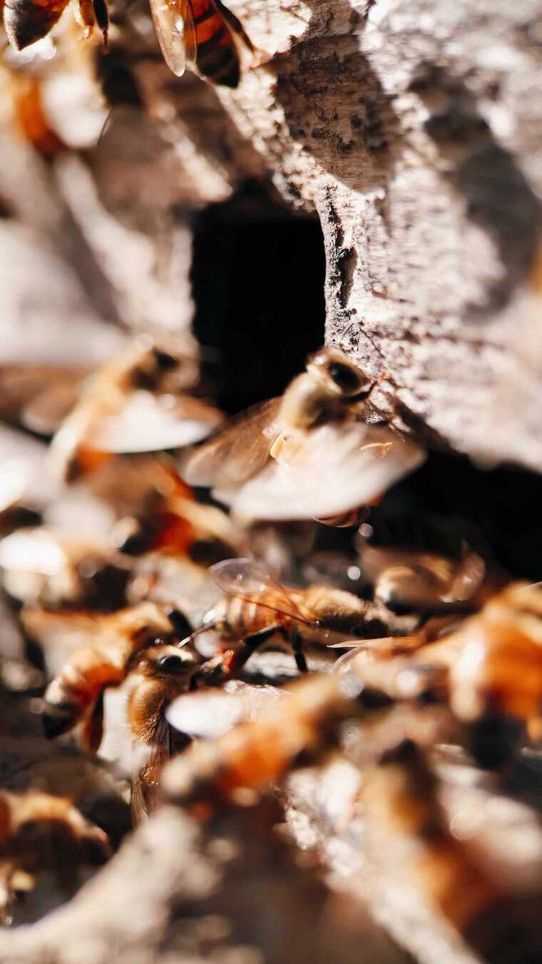 蜂场蜂箱门口的蜜蜂特写