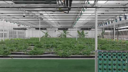 温室大棚内的蔬菜种植场景