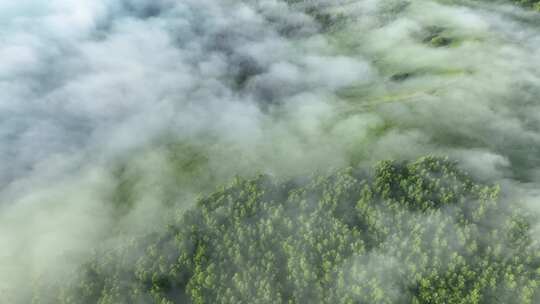 大兴安岭自然风光森林云海晨雾