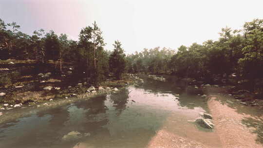 一条流经充满树木的森林的河流