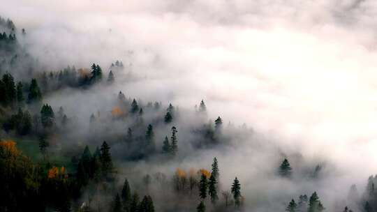 森林鸟瞰森林绿肺迷雾雾气