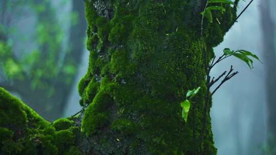 绿野仙踪森林青苔雨滴