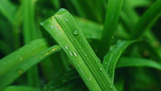 植物 自然 绿叶 露珠视频素材模板下载