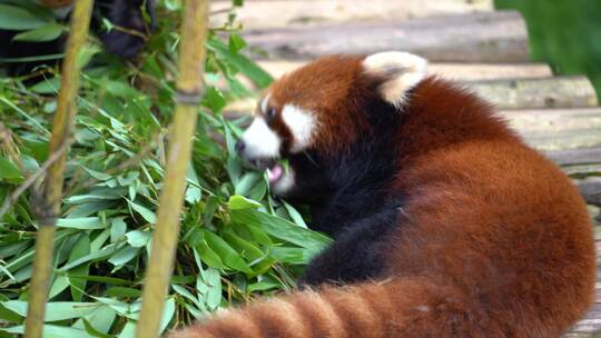 小熊猫背面吃竹子