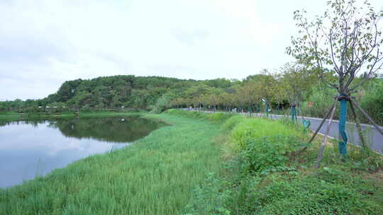 武汉江夏区藏龙岛国家湿地公园