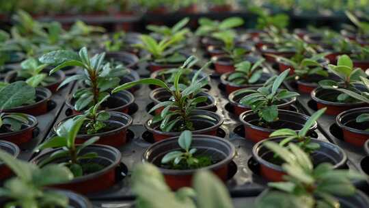 三农 农业 蔬菜 种植 植物