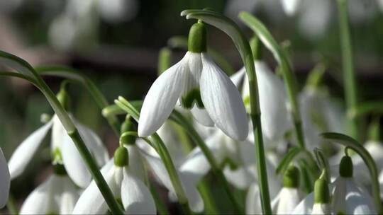 白色的花朵垂下