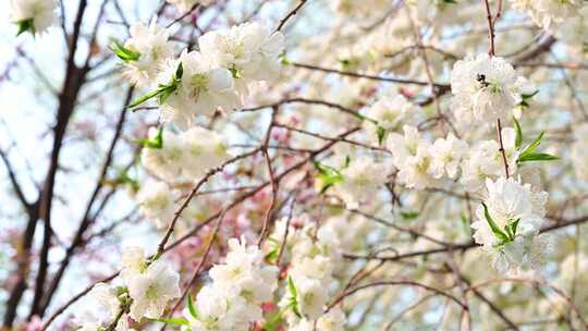 春天盛开的白色樱花