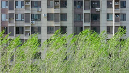 春季大风建筑物杨树枝叶摇摆