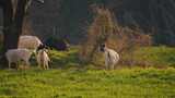春天里的麦田和羊群高清在线视频素材下载