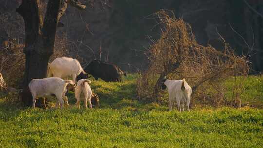 春天里的麦田和羊群