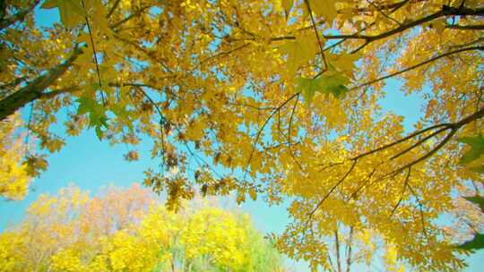 秋天公园里金黄的枫叶