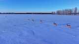 呼伦贝尔野生动物雪地狍子高清在线视频素材下载