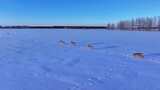 呼伦贝尔野生动物雪地狍子高清在线视频素材下载