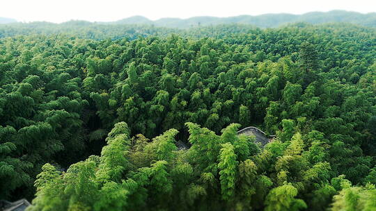 蜀南竹海竹林风景