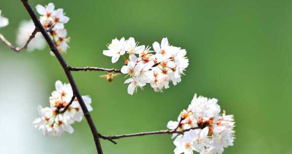 4k池塘边的樱花花簇特写升格