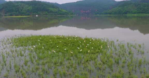 青山绿水生态湿地一群白鹭飞翔栖息升格空镜