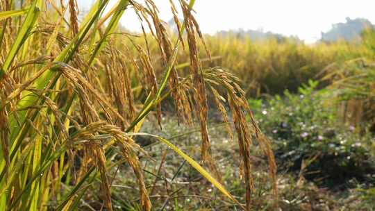 稻谷 稻谷丰收 水稻 生长中的水稻
