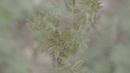 大山里的刺嫩芽LOG视频素材模板下载