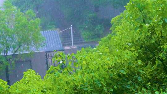 城市下暴雨下雨天雨水雨滴植物树叶子树木雨