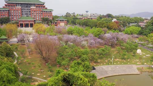 广州华南农业大学紫荆花