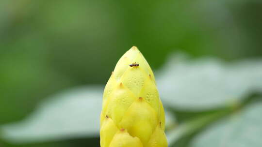 花朵上的蚂蚁实拍