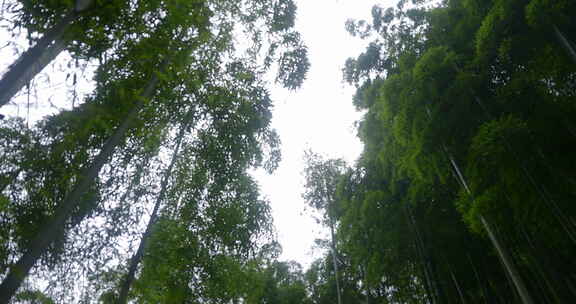 抬头看竹林 天空