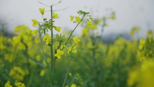 油菜花意境高清实拍视频素材模板下载