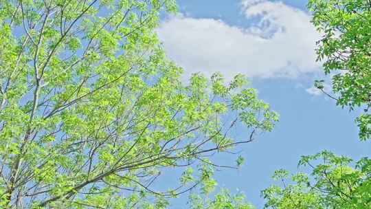 小清新夏日唯美空镜头 立夏 夏至