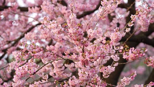 武汉东湖樱花园粉色樱花特写镜头3视频素材模板下载