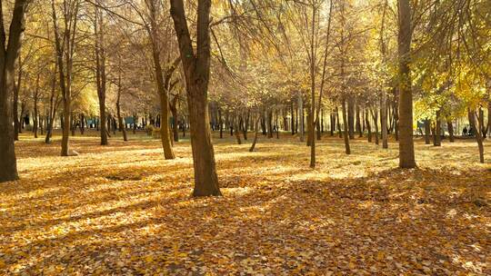 美丽的秋天公园风景视频素材模板下载