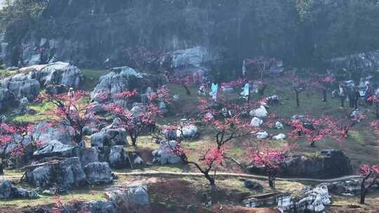 桃花树桃花林桃花山视频素材模板下载