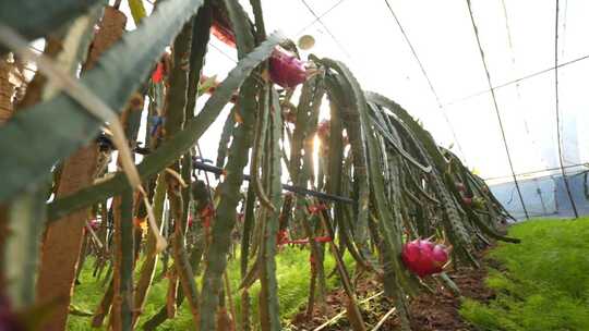 火龙果树 火龙果种植基地