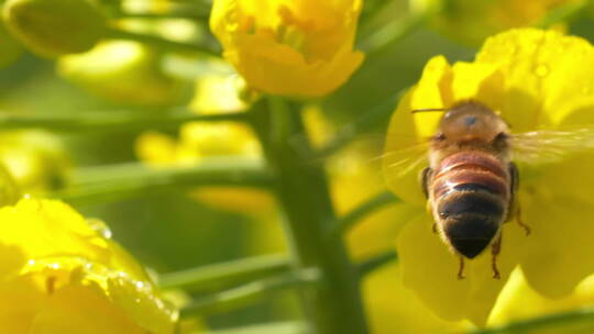 特写春天油菜花上的蜜蜂采蜜把头伸进花朵里