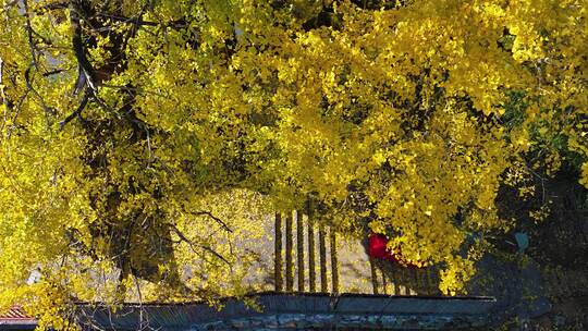红衣长裙美少女子在秋日金黄的银杏树林下走
