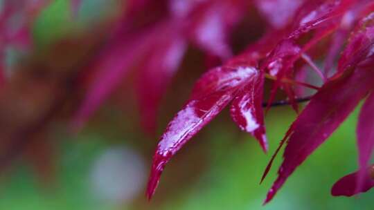 枫叶、雨水、特写、水滴