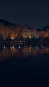 佛山千灯湖南海活水公园落羽杉夜景灯光