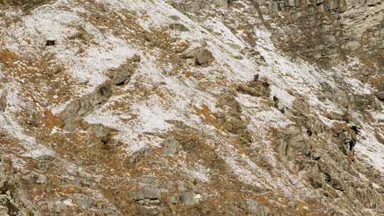雪山上的羚羊视频素材模板下载