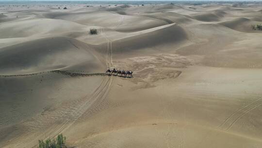 沙漠航拍骆驼行走荒漠