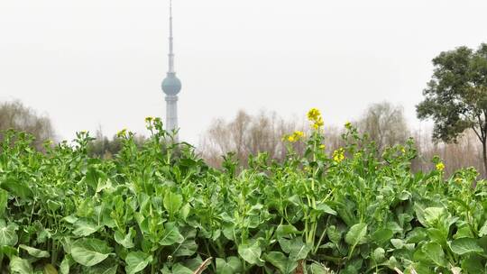 高清航拍春天油菜花城市边田野空镜定鼎门