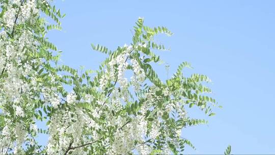 春天盛开的白色相思树花