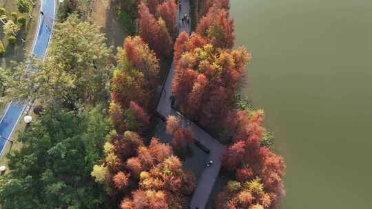 中国广东省广州市黄埔区知识城凤凰湖水杉