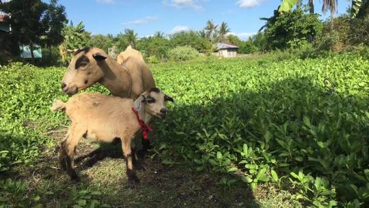 母羊和小山羊在农场里吃草